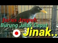 Download Lagu 🔴 Cara gampang menjinakan burung jalak kebo dengan cepat dan mudah