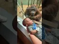 Curious orangutan taps glass inspects baby at Louisville Zoo