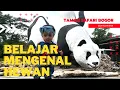 Download Lagu Liburan ke Taman Safari Indonesia Bogor | Lagu Anak | Belajar Mengenal Hewan Untuk Anak-anak