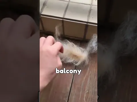 The Sweet Reason She Never Throws Away Dog Hair