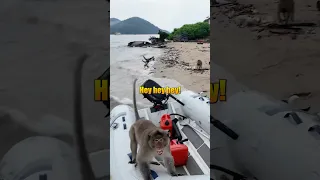 Monkey attack in Thailand #monkey #attack #thailand @Lost_Lauryn