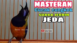 masteran cucak cungkok suara jernih jeda