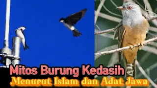mitos burung kedasih menurut islam dan adat jawa al warschannel