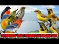 Download Lagu Suara pikat terbaik burung liar di jamin dapat banyak dan anti zonk paling  sakti X9