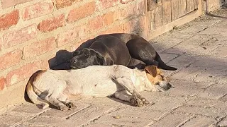 Two Abandoned Dogs Thought It Was Just Another Day