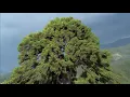 Download Lagu Enya - Caribbean Blue (Instrumental Remix Dream 4k Music Video)
