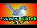 pancingan ciblek ampuh membuat ciblek bakalan langsung gacor.