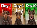 Posting Doberman Ears The Step-by-Step Method That Actually Works