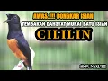Lagu MASTERAN DAHSYAT MURAI BATU TEMBAKAN CILILIN INI 100% AMPUH BIKIN GACOR