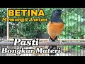 Download Lagu Murai Betina gacor Memanggil Jantan Pasti langsung BONGKAR MATERI 