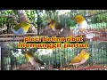 Download Lagu Suara Pleci Betina Ribut Bersahutan Memanggil Jantan