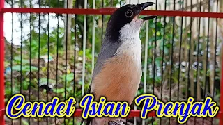 Download CENDET ISIAN PRENJAK PANCINGAN CENDET BAHAN AGAR CEPAT GACOR MP3