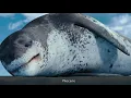 Happy Feet Characters In Real Life