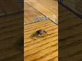 Do Jumping Spiders bite Humans