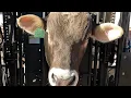 We ve got a BIG BULL with a BIG GROWTH