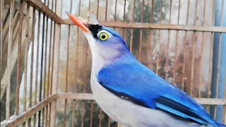 Download Suara Masteran Burung Rambatan Paruh Merah Gacor--Burung Rambatan Apapun Ikut NYAUT MP3
