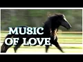 Download Lagu Music for the soul,,MUSIC OF LOVE,,Music Sergey Grischuk