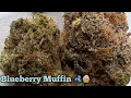 Blueberry Muffin Weed Review
