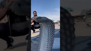 Snake Charming In Marrakech Are You Afraid 