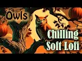 Download Lagu Spooky Soft Lofi – Halloween Night Ambience with Owls and Relaxing Instrumental Music