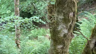 Scottish Forrest walk through an uncharted private area inspired by Killer Katrin RUSSIA