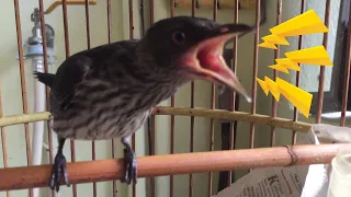 6 jenis bunyi Burung Perling/Cucak Keling | 6 sounds made by Asian Glossy Starling