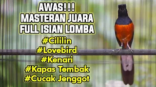 masteran murai gacor full isian cililin lovebird kenari kapas tembak cucak jenggot 100 emosi