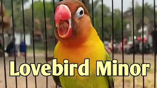 Download Masteran Lovebird Konslet Minor MP3