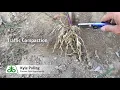 Evaluating Root Compaction in Corn