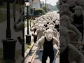 Download Lagu Today Steven annoyed a large group of sheep! #stevenorangecat #cat #catsofyoutube #orangecat #funny