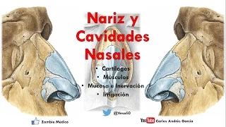 Anatomía - Nariz y Cavidades Nasales (Linfáticos, Inervación, Irrigación, Mucosa, Meatos)