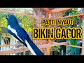Download Lagu SEMUA KACER PASTI NYAUT BIKIN GACOR EMOSI KONSLET !! PANCINGAN KACER GACOR PASTI NYAUT AMPUH.