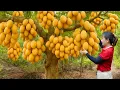 Download Lagu Harvesting Giant Marian Plum To Sell \u0026 Making Kimchi From Red Radish | Authentic Village Recipe