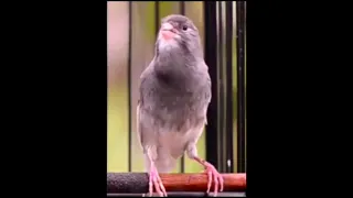 Canari Canary طيور الكناري تغريد كناري Canarino طائر الكناري Kanarya Kuşu Канарская птица 