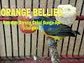 Lagu Rawatan Burung Cabai Bunga-Api (cici geni gunung)