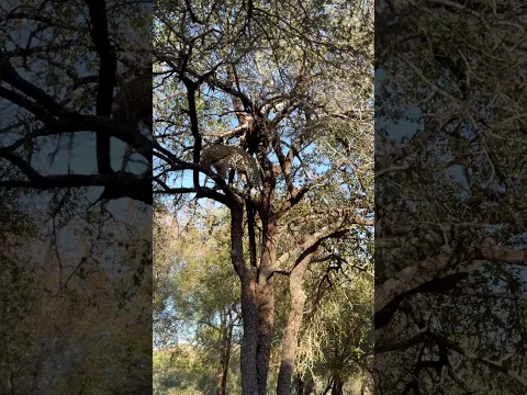 Leopard’s Incredible Climb to Hidden Prey!