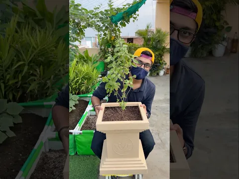 The perfect pot for my tulsi plant 😎