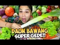 Lagu MAKAN BAKSO PAKE DAUN BAWANG SUPER DUPER GEDE BANGET GUYS‼