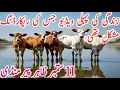 Download Lagu Today Zahir Pir Cow Mandi Video | Cholistani Bachre Ablk Nukre Gulabi || Global Village Farming 