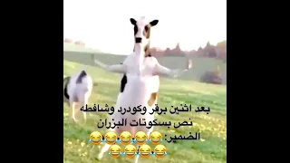 كككك دندنها