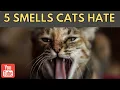 5 Surprising Smells Cats Hate