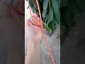 Download Lagu Taut-Line hitch/ A common hitch for camping. #knots #shorts