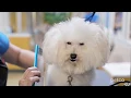 Grooming Petco