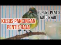pancingan pentis raja agar mau bunyi..     |bahan atau ombyokan