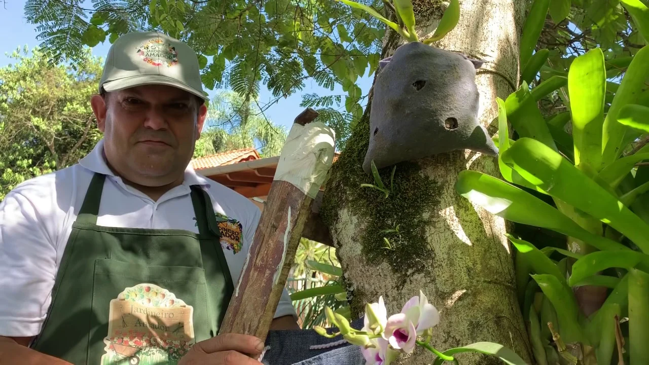 COMO PLANTAR ORQUÍDEAS NAS ÁRVORES DICAS DO JARDINEIRO AMADOR PARA ALEGRAR SUA CASA E JARDIM