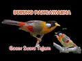 Download Lagu Burung Pancawarna Betina Gacor Tembakan Rapat dan Tajam