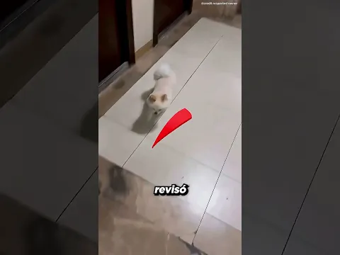 Esta Chica Tiene El Perro Más Adorable 😍