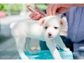 What Is the Recommended Rabies Vaccination Schedule for Puppies