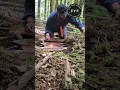 Fire Starting Tips Mastering the Art with Fatwood