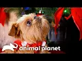 Adorable Brussels Griffon s Christmas Celebration Too Cute Animal Planet